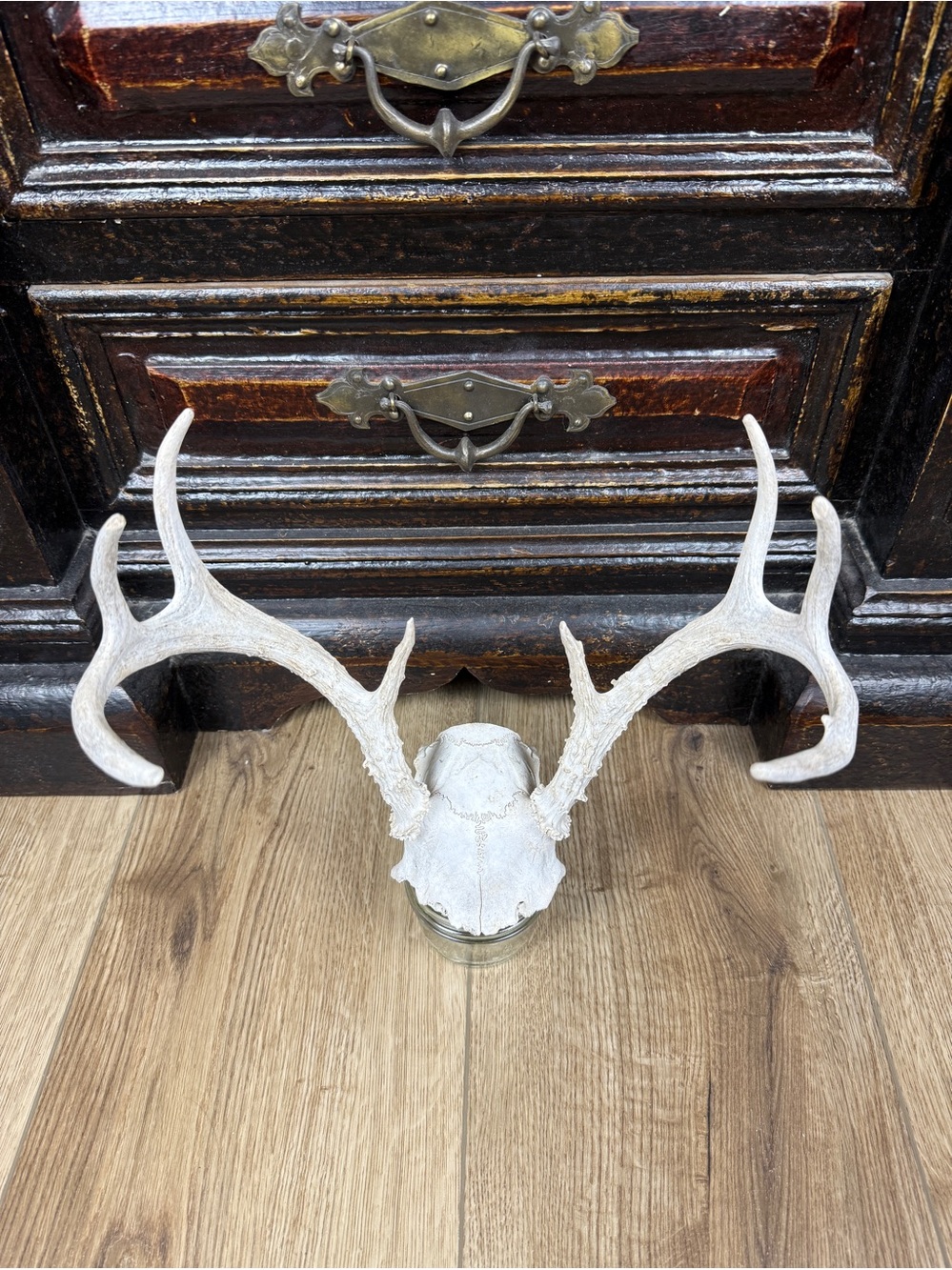 Authentic Whitetail Deer Antlers on Skull Cap